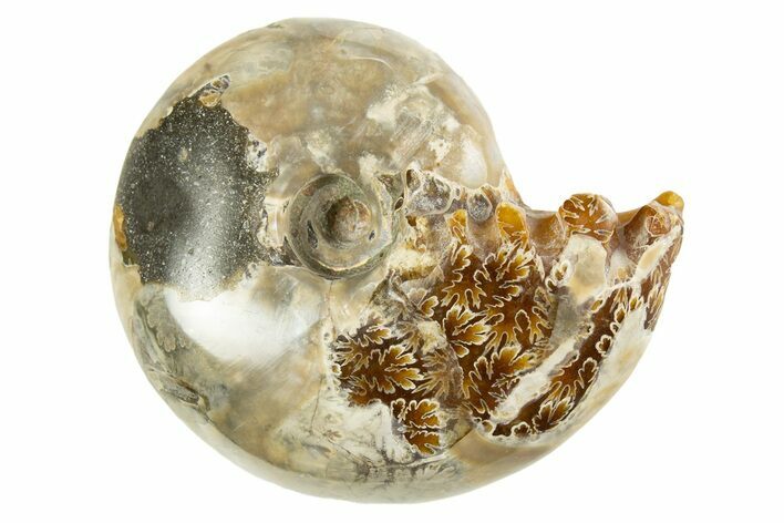 Polished Ammonite (Desmoceras) Fossil - Madagascar #327749